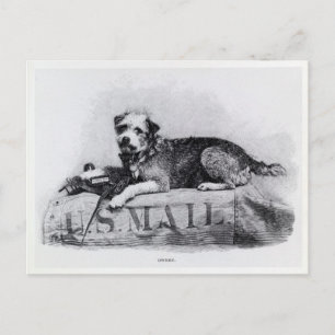 Vintage U.S. Mail Dog Photo Postcard
