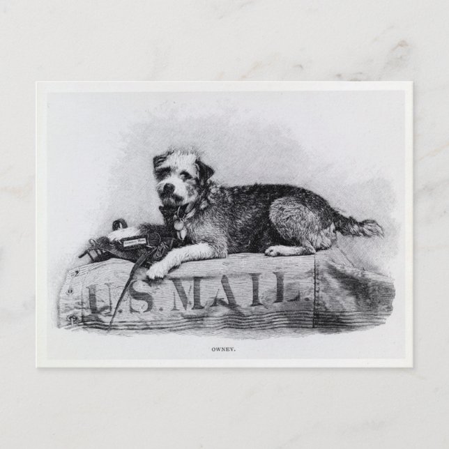 Vintage U.S. Mail Dog Photo Postcard (Front)