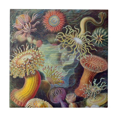 Vintage Underwater Sea Anemones by Ernst Haeckel Ceramic Tile