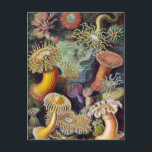 Vintage Underwater Sea Anemones by Ernst Haeckel Postcard<br><div class="desc">Vintage illustration marine life biology design by Ernst Haeckel. A variety of colorful sea anemone animals (actiniae) found in the oceans. They are named Anemones after the flower.</div>