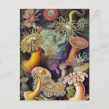 Vintage Underwater Sea Anemones By Ernst Haeckel Postcard