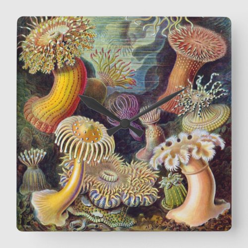 Vintage Underwater Sea Anemones by Ernst Haeckel Square Wall Clock