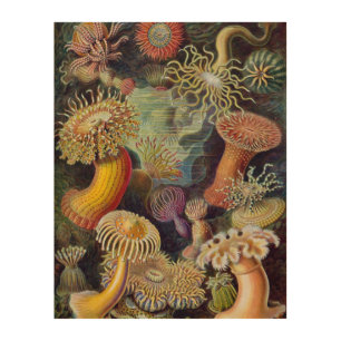 Vintage Underwater Sea Anemones by Ernst Haeckel Wood Wall Decor
