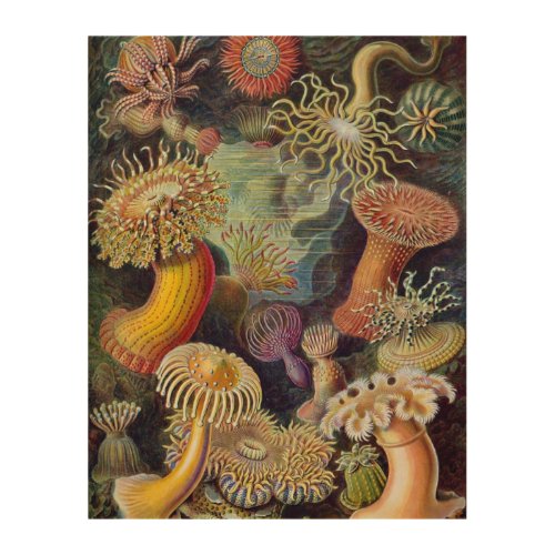 Vintage Underwater Sea Anemones by Ernst Haeckel Wood Wall Decor