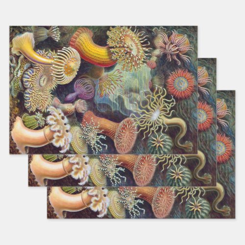 Vintage Underwater Sea Anemones by Ernst Haeckel Wrapping Paper Sheets