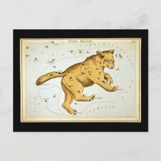 Vintage Ursa Major Bear Postcard (Front)