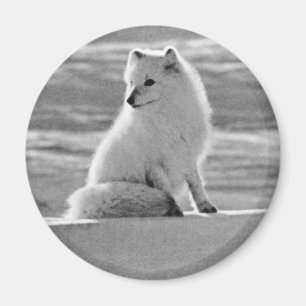 Vintage USA Alaska Arctic fox Magnet