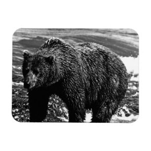 Vintage USA Alaska brown bear 1970 Magnet