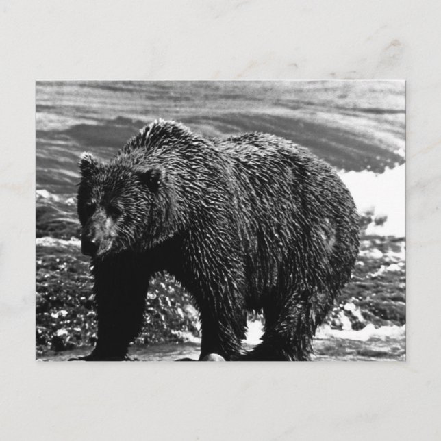 Vintage USA Alaska brown bear Postcard (Front)