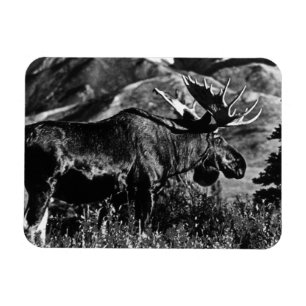 Vintage USA Alaska bull moose 1970 Magnet