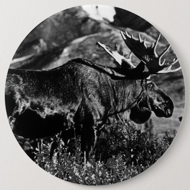 Vintage USA Alaska bull moose Button (Front)