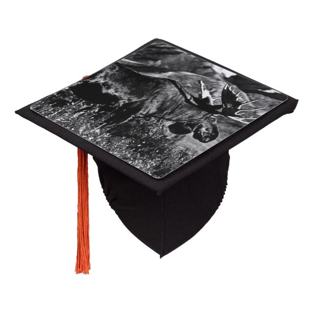 Vintage USA Alaska bull moose Graduation Cap Topper (Angled)