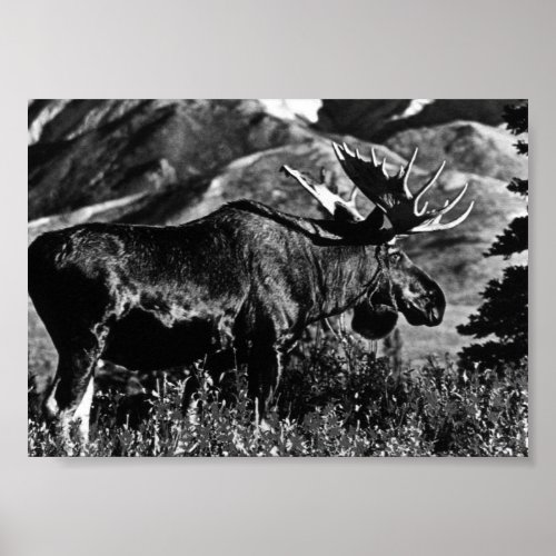 Vintage USA Alaska bull moose Poster