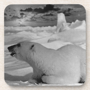 Vintage USA Alaska polar bear Beverage Coaster