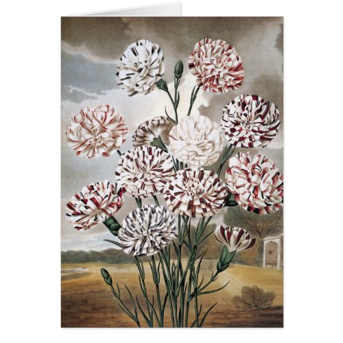 Vintage Variegated Carnation Flowers with Grey Sky