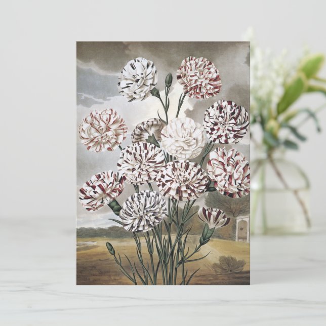 Vintage Variegated Carnation Flowers with Grey Sky (Standing Front)
