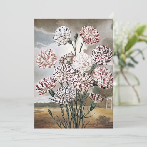 Vintage Variegated Carnation Flowers with Grey Sky