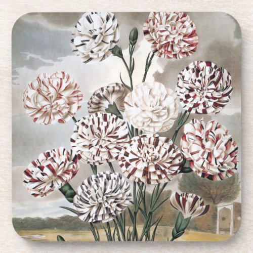 Vintage Variegated Carnation Flowers with Grey Sky Beverage Coaster