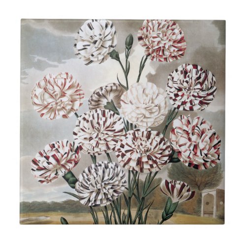 Vintage Variegated Carnation Flowers with Grey Sky Ceramic Tile