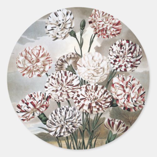 Vintage Variegated Carnation Flowers with Grey Sky Classic Round Sticker