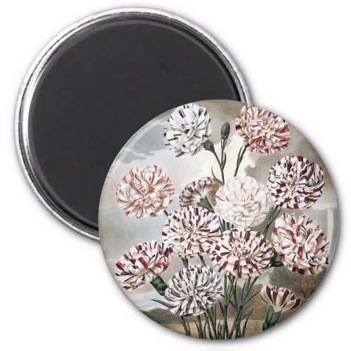 Vintage Variegated Carnation Flowers with Grey Sky Magnet