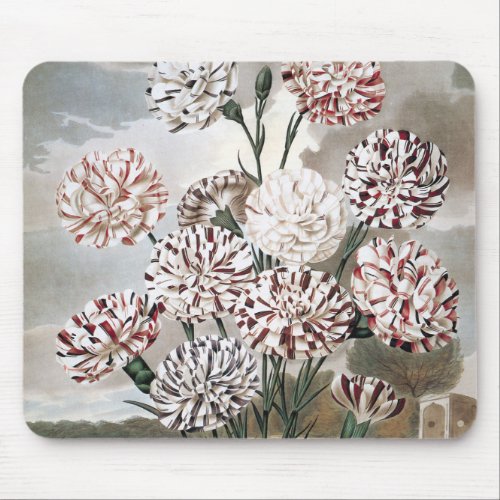 Vintage Variegated Carnation Flowers with Grey Sky Mouse Pad