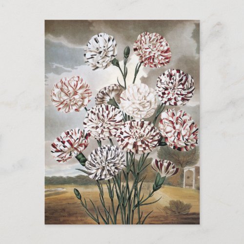 Vintage Variegated Carnation Flowers with Grey Sky Postcard