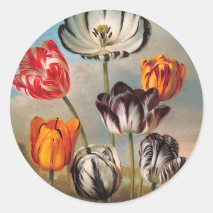 Vintage Variegated Tulip Flowers in a Landscape Classic Round Sticker