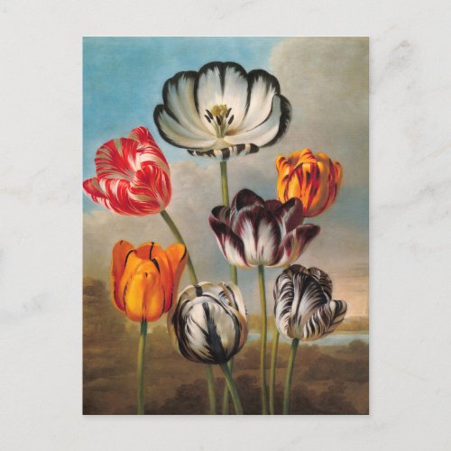 Vintage Variegated Tulip Flowers in a Landscape Postcard