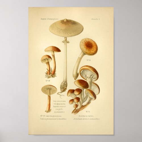 Vintage Variety Brown Mushrooms Art Print French