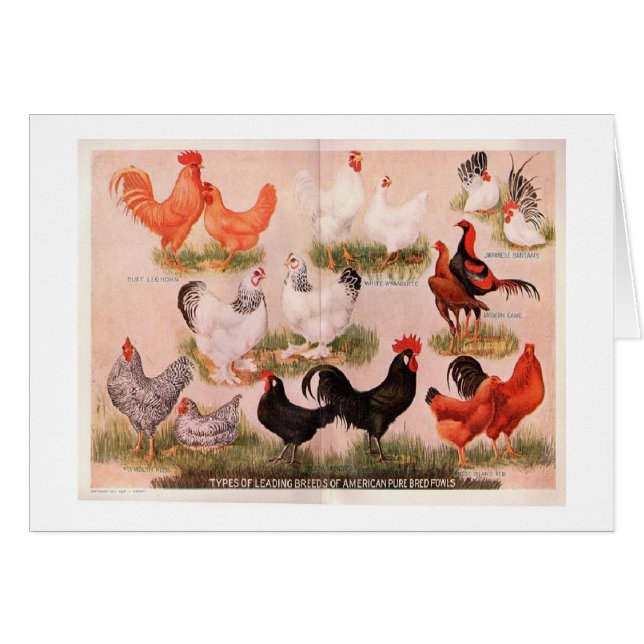 Vintage - Variety of Chickens Cards (Front Horizontal)