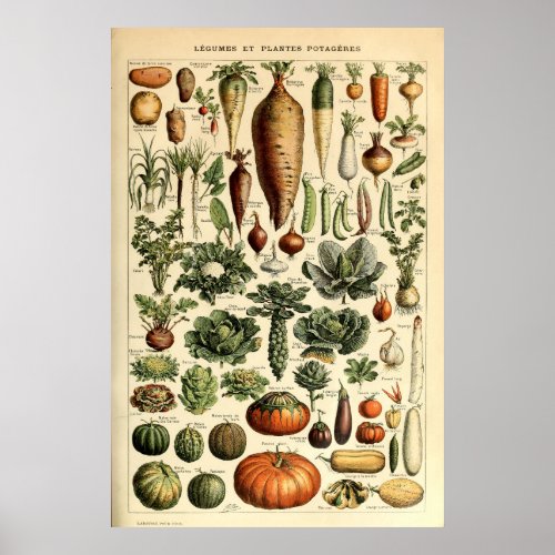 Vintage Vegetable Art by Adolphe Millot Poster