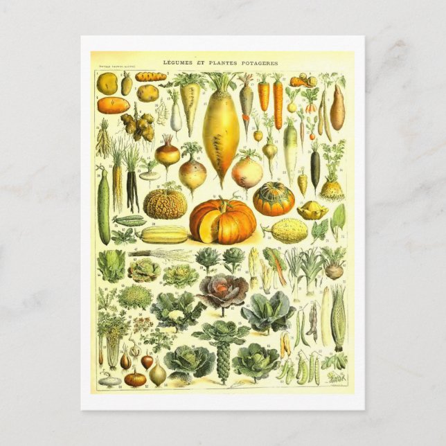 Vintage Vegetable Botanical Illustration Postcard (Front)