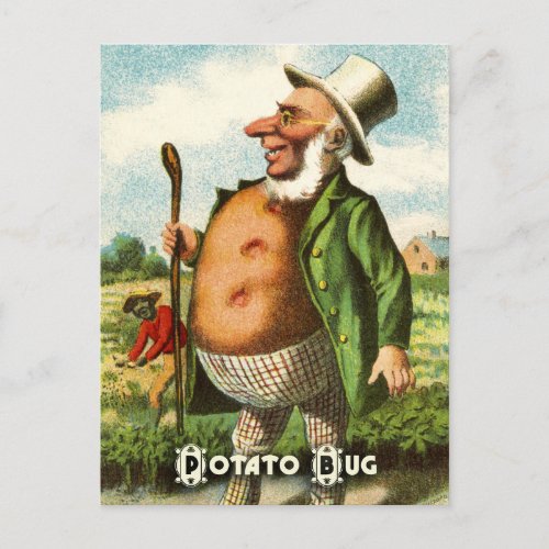 Vintage Vegetable Postcard Series Potato