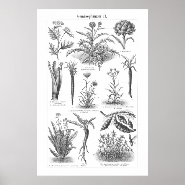 Vintage Vegetable Print Botanical German Poster (Front)