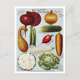 Vintage Vegetable Seed Catalog Illustration Postcard