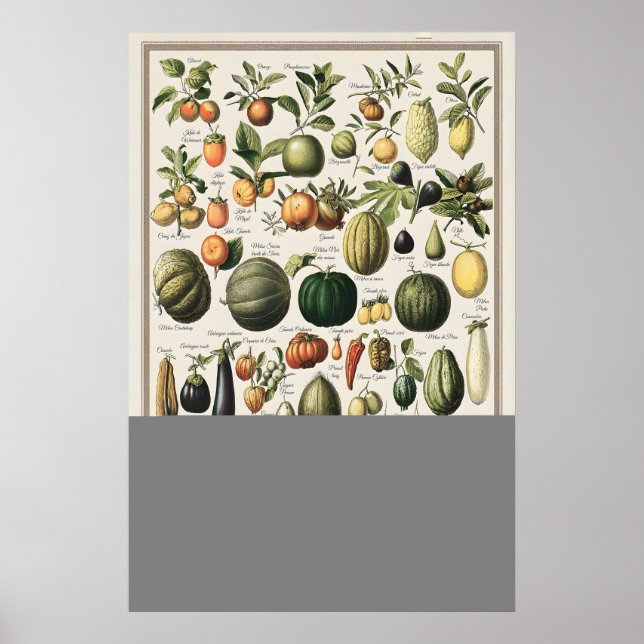Vintage Vegetables Adolphe Millot Illustration Poster (Front)
