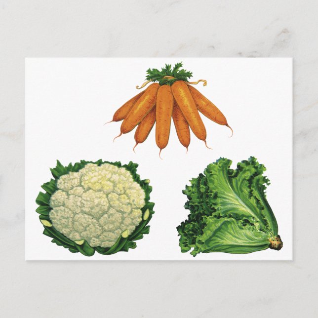 Vintage Vegetables; Carrots, Cauliflower, Lettuce Postcard (Front)