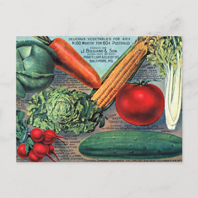 Vintage Vegetables Postcard (Front)
