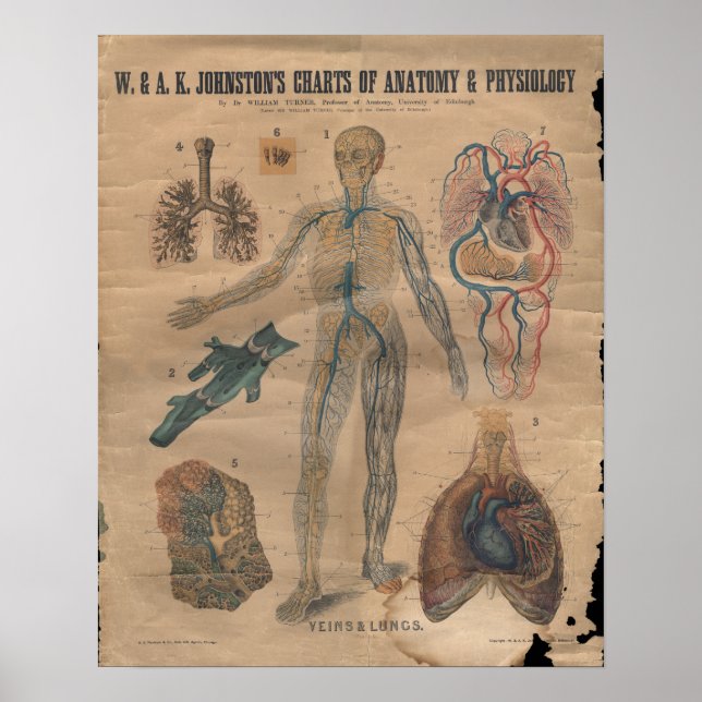 Vintage Veins Circulatory Anatomy Chart 1906 (Front)