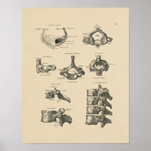 Vintage Vertebral Bones 1880 Print