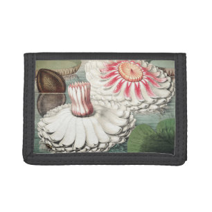 Vintage Victoria Regia Water Lily Art Print Tri-fold Wallet
