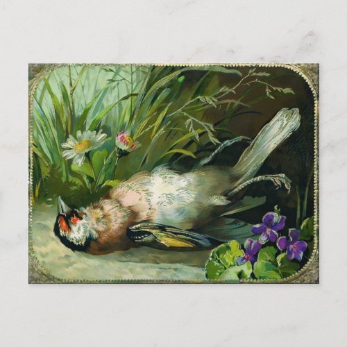 Vintage Victorian Dead Bird Christmas Postcard