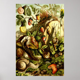 Vintage Victorian Era 1890 Snails Poster