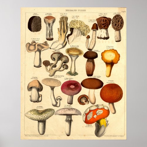 Vintage Victorian Era Mushroom Art Poster