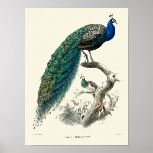 Vintage Victorian Era Peacock Pavo Cristatus Art Poster