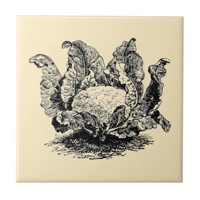 Vintage Victorian Era Vegetable Cauliflower Ceramic Tile (Front)