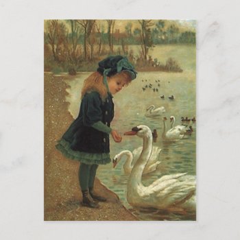 Vintage Victorian Feeding Trumpeter Swans Postcard by layooper at Zazzle