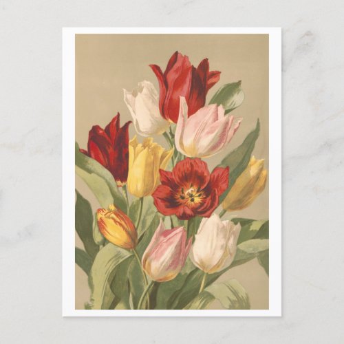 Vintage Victorian Lithograph of Tulips Postcard