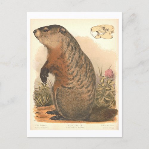 Vintage Victorian Lithograph of Woodchuck Postcard